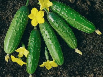 Огурцы либелле и секреты их успешного выращивания